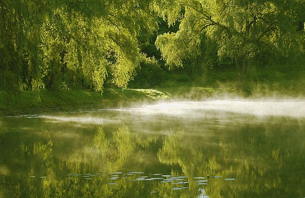01Willows in Mist_2504 