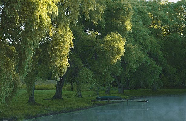 121Willow_2439 v1 8bit