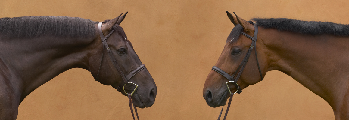 Portrait of two horses in profile on soft brown background