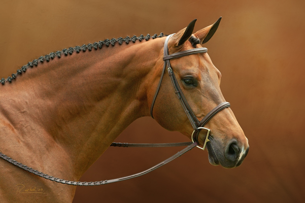 Portrait of bay horse in 3/4 profile on orange background