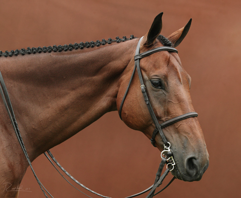 Portrait of brown horse in profile with red-brown background