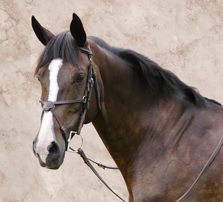 3/4 portrait of brown and tan horse on pink marble