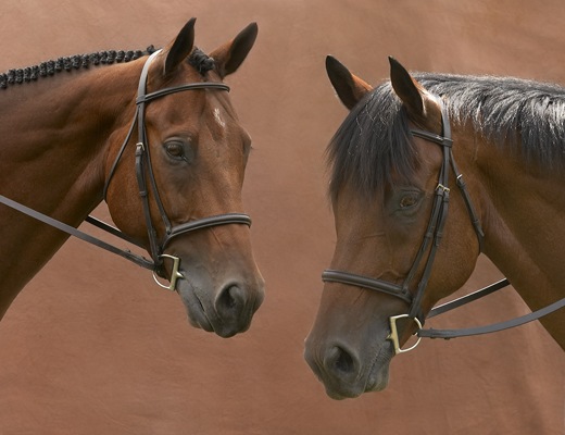 Two portraits of same horse braided and unbraded