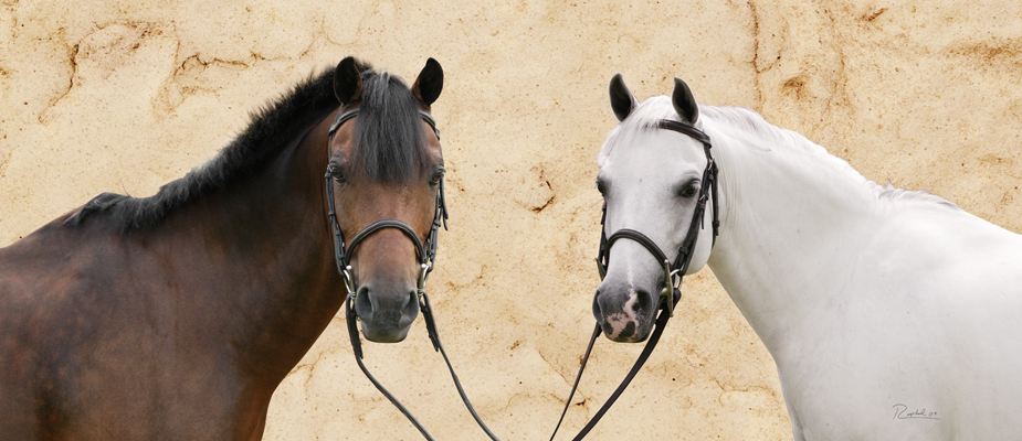 Portrait of brown pony and white pony on marble background