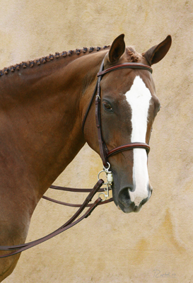 Portrait of brown hose with blaze on pink marble