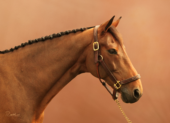 Portrait of an orange horse on a coral background