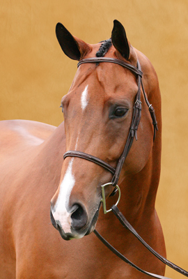3/4 front portrait of brown horse with blazes on yellow background