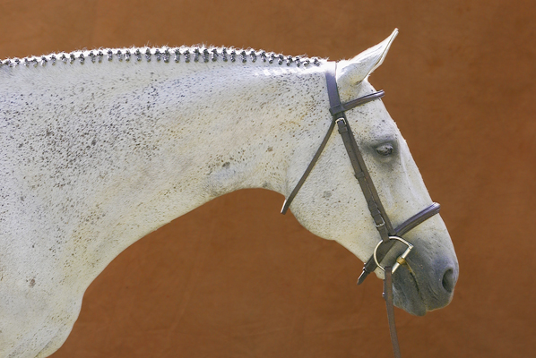Portrait of gray horse in profile on orange background