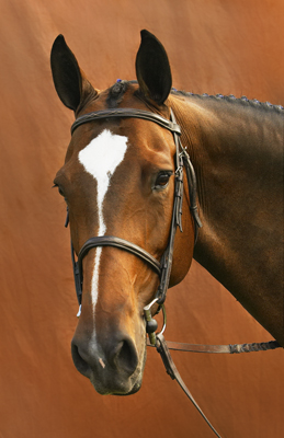 Portrait of brown horse with large blaze on deep orange background