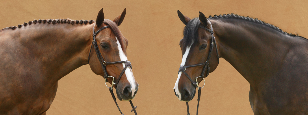 Portrait of two horses brown and black on sand color background