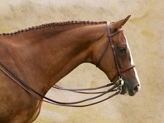 Portrait of chestnut horse in profile in marble background