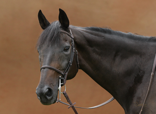 portrait of a black horse against and orange background