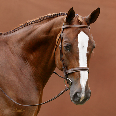 Portrait of a chestnut horse with large blaze on orange background