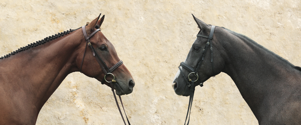 portrait of brown and black horses on marble background